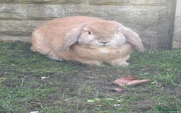 Mini Lop rabbits for sale: 2 x bonded mini male lops - Image 6