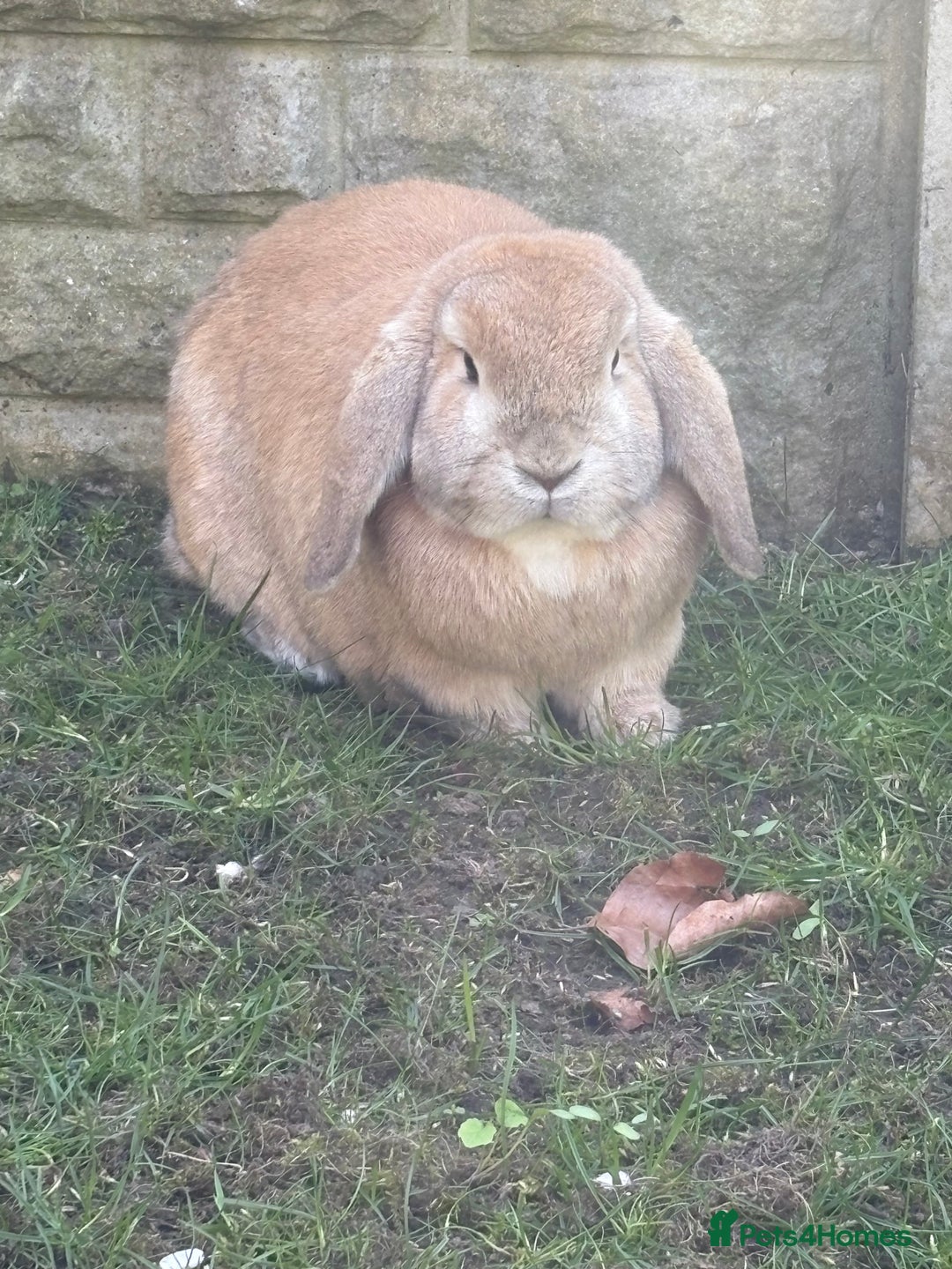 Mini Lop rabbits for sale: 2 x bonded mini male lops - Image 6