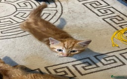 Domestic Shorthair cats for sale: Beautiful litter of 5 kittens  - Image 12