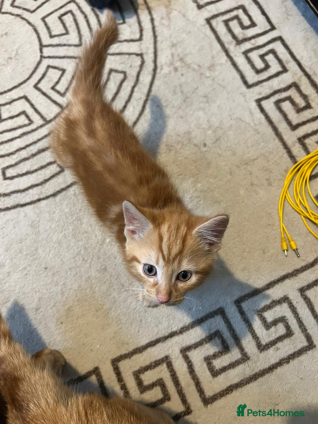 Domestic Shorthair cats for sale: Beautiful litter of 5 kittens  - Image 12