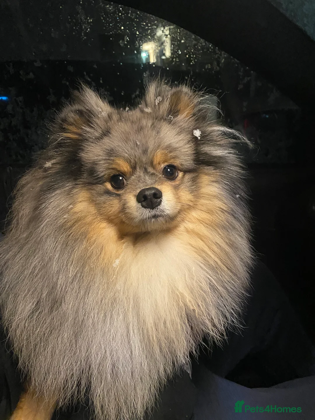 Pomeranian dogs for stud: Merle Pomeranian Stud  in Liverpool - Advert 13