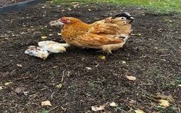 Chickens poultry for sale: Hybrid pekin bantam hen WITH 6 unsexed chicks  - Image 7