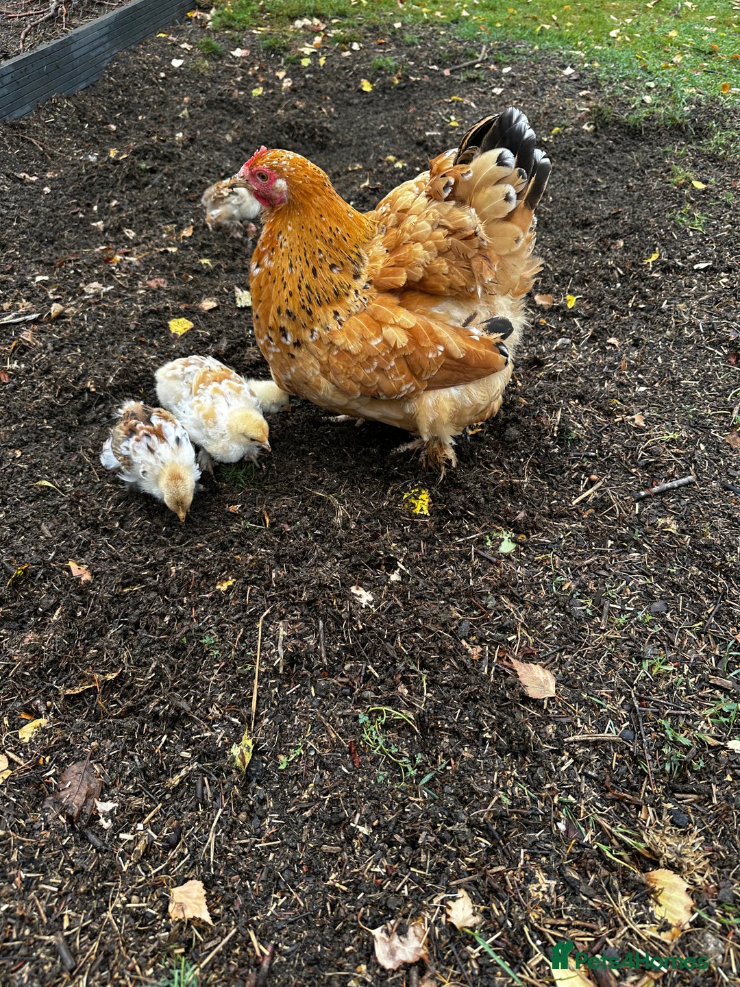 Chickens poultry for sale: Hybrid pekin bantam hen WITH 6 unsexed chicks  - Image 7
