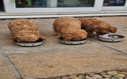 Cavapoo dogs for sale: F1b red cavapoo  - Image 15