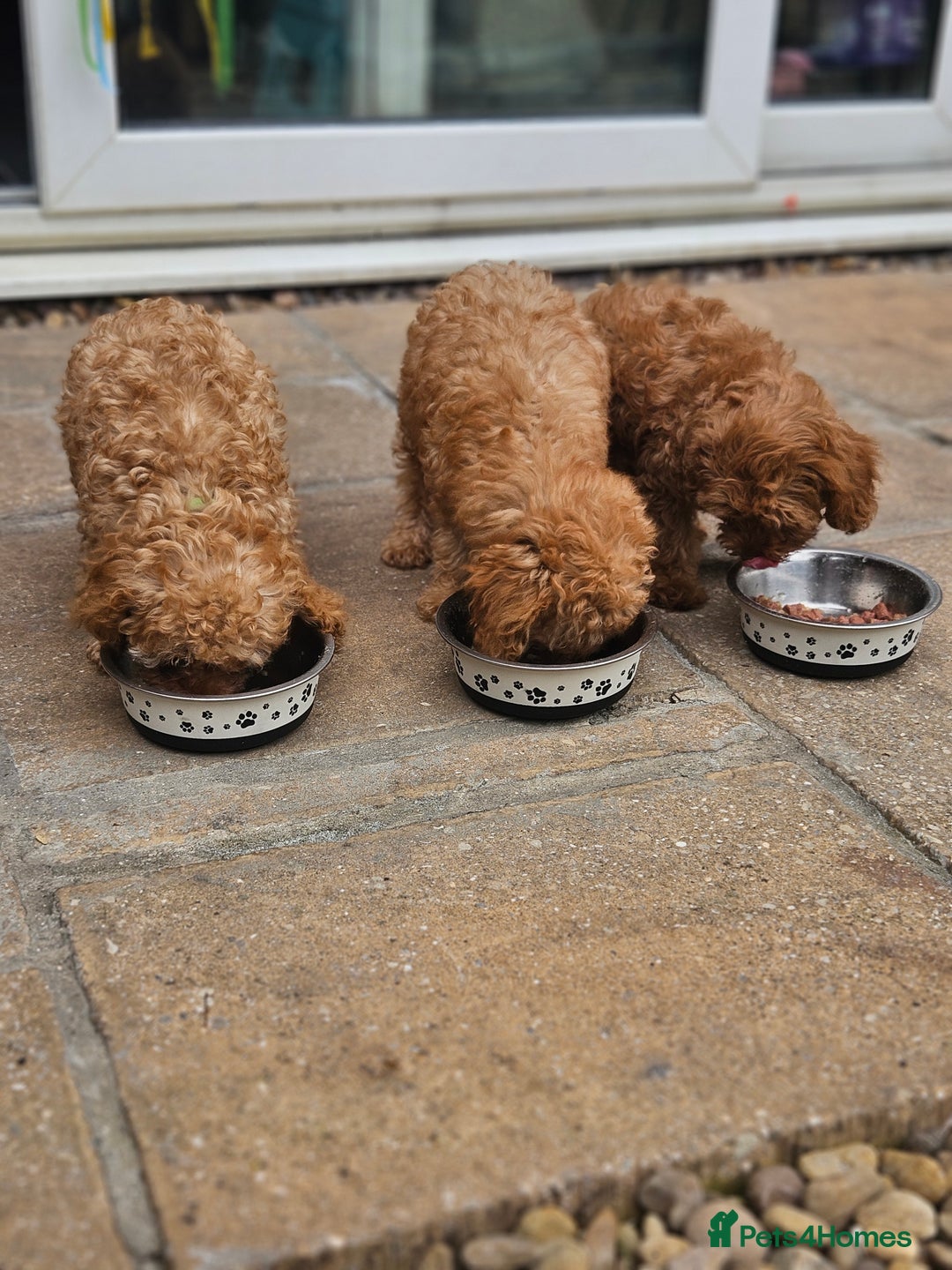 Cavapoo dogs for sale: F1b red cavapoo  - Image 15