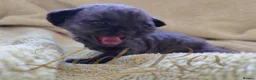 Devon Rex cats for sale: GCCF registered Devon Rex Kittens - Advert 17