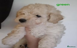 Mixed Breed dogs for sale: Bishon frise/Maltese puppies - Advert 8
