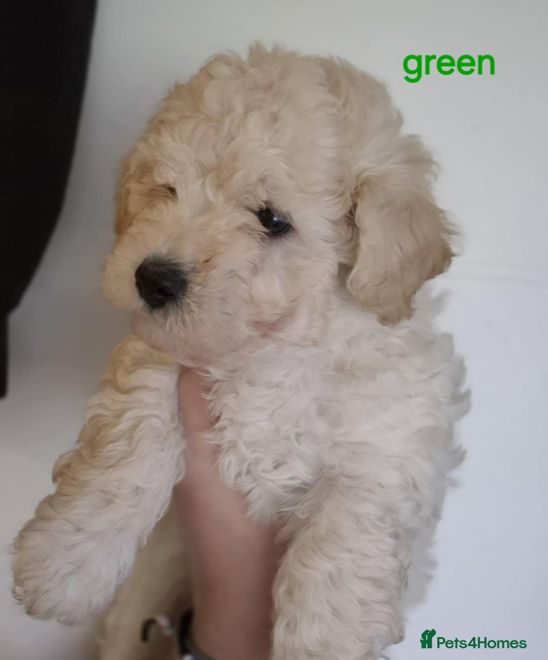 Mixed Breed dogs for sale: Bishon frise/Maltese puppies - Advert 8