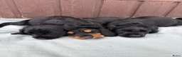 Sprocker dogs for sale: 🩵6 sprocker puppies 💜 - Advert 8
