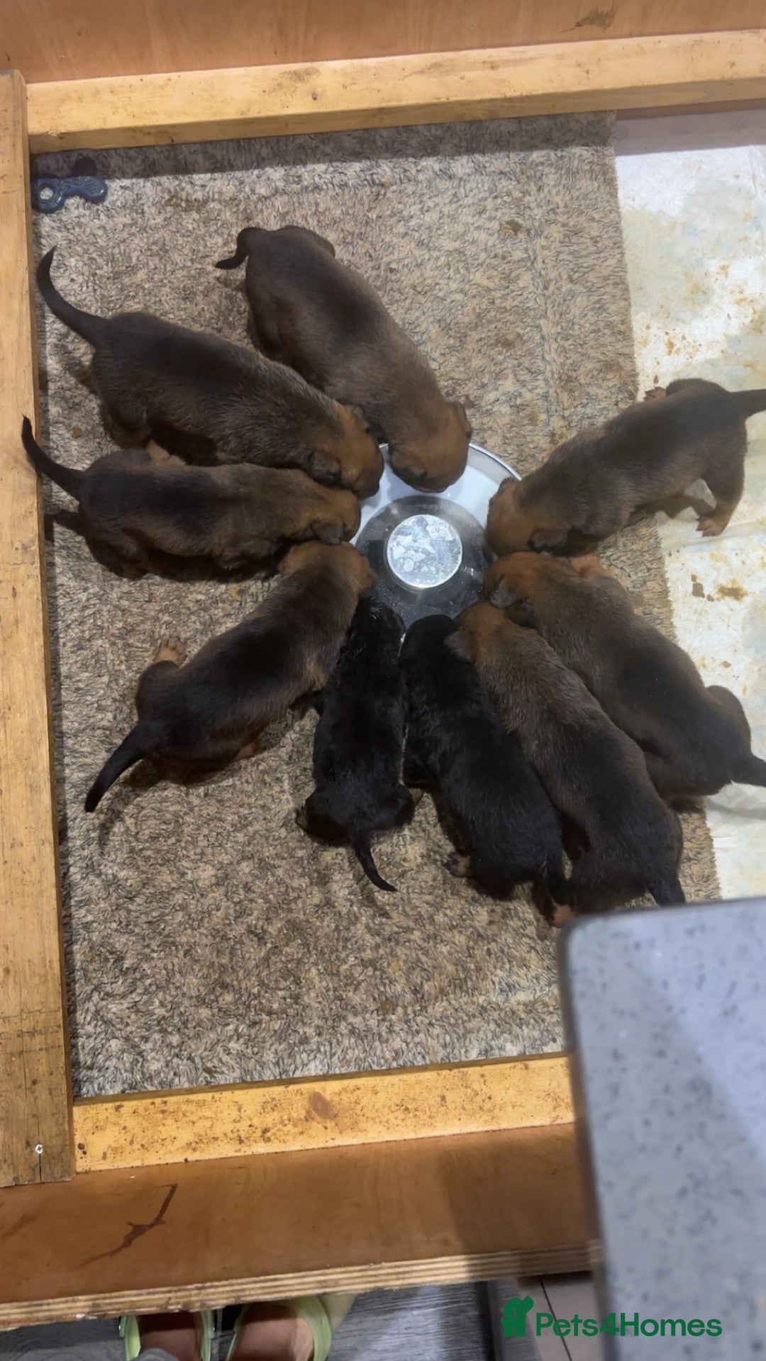 Mixed Breed dogs for sale: Stunning Rottweiler cross Belgian malinois  - Image 4