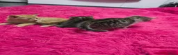 Mixed Breed cats for sale: Beautifull kittens ready to go  - Advert 32