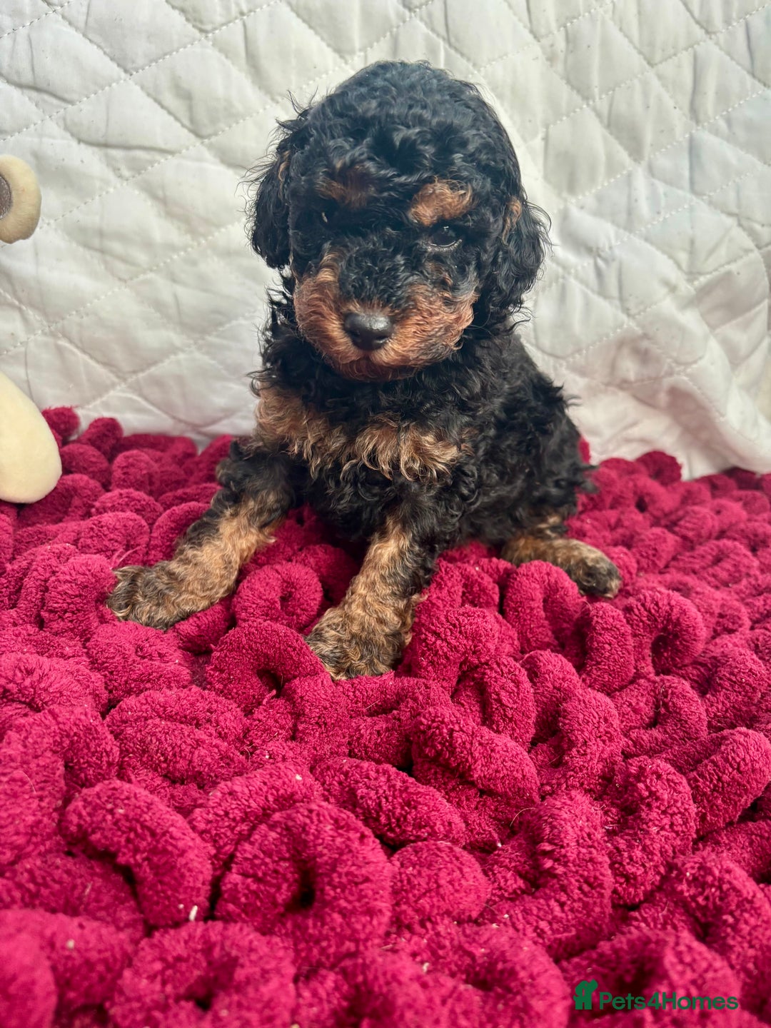 Toy Poodle dogs for sale: KC registered toy poodles - Advert 22