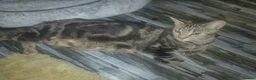 Bengal cats for sale: 8 Bengal mix kittens  in Bradford - Advert 3