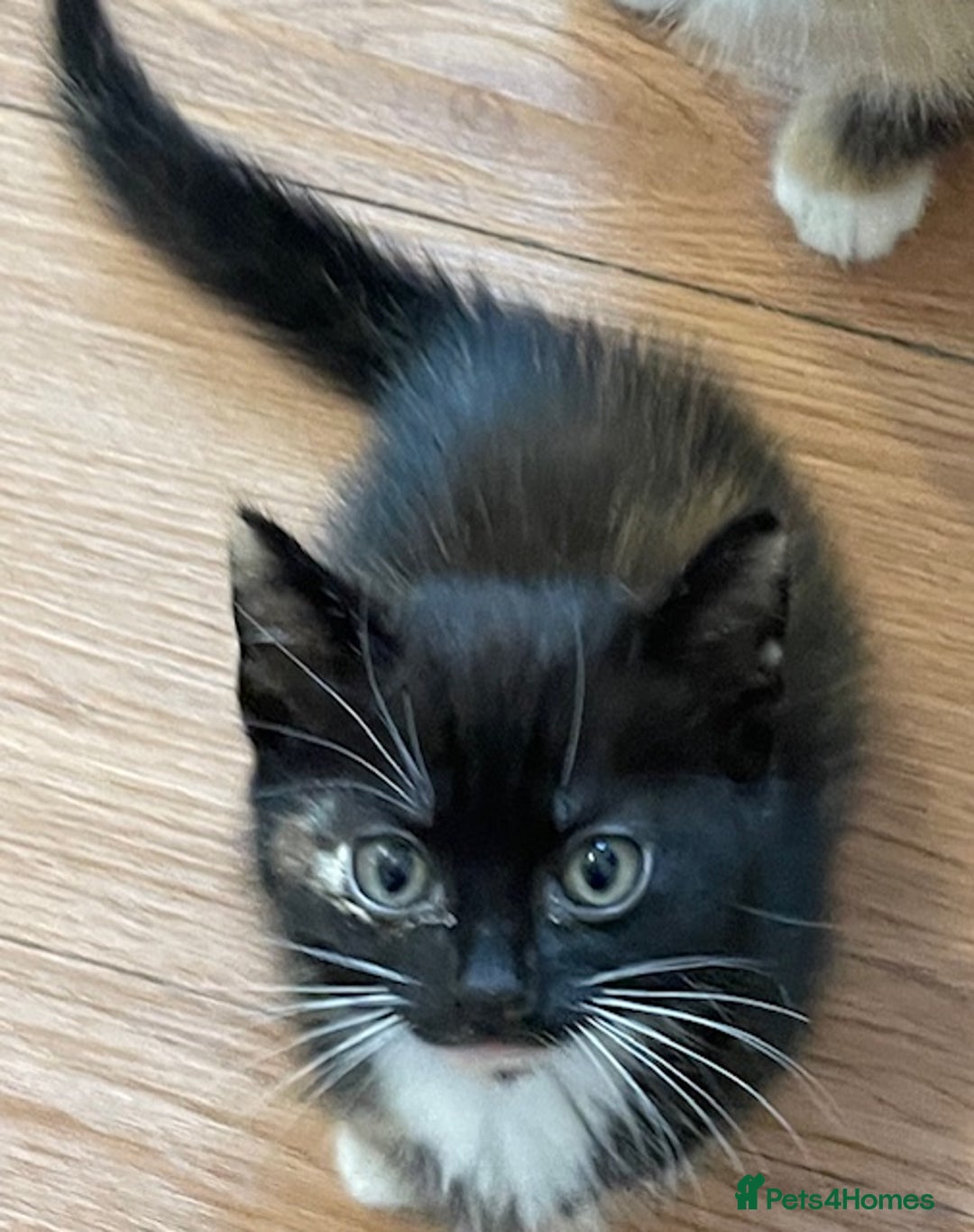 Mixed Breed cats for sale: Mixed breed kittens for sale. - Image 7