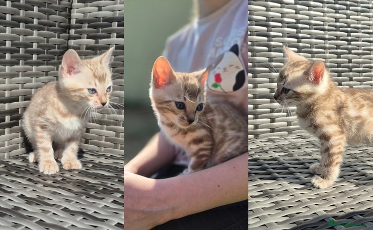 Bengal cats - Advert 3