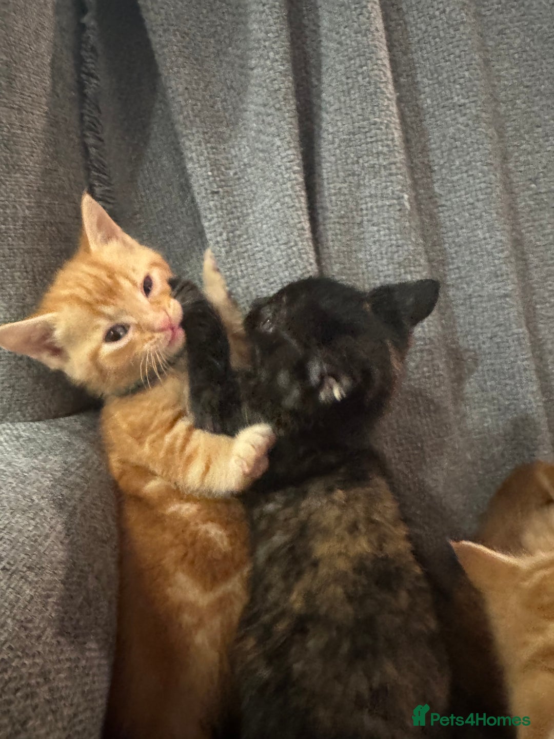 Domestic Shorthair cats for sale: Kitten for sale. Family pet.  - Image 5