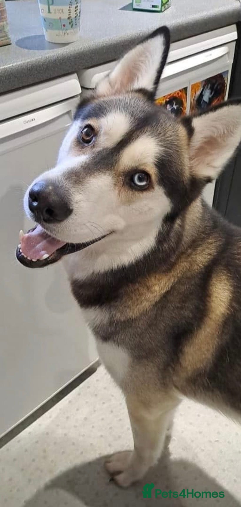 Mixed Breed dogs Male husky for sale  - Advert 12