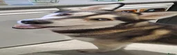 Mixed Breed dogs for sale: Male husky for sale  - Advert 1
