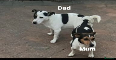 Jack Russell dogs - Advert 5