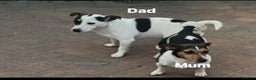 Jack Russell dogs for sale: Jack Russel puppys  - Advert 2