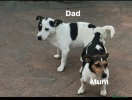 Jack Russell dogs - Advert 5