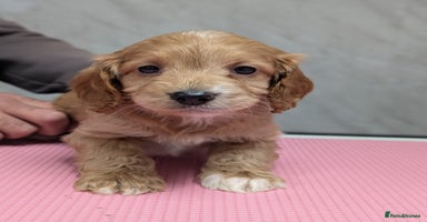 Cockapoo dogs Stunning health tested F1 cockapoo puppies - Advert 11