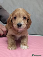 Cockapoo dogs Stunning health tested F1 cockapoo puppies - Advert 11