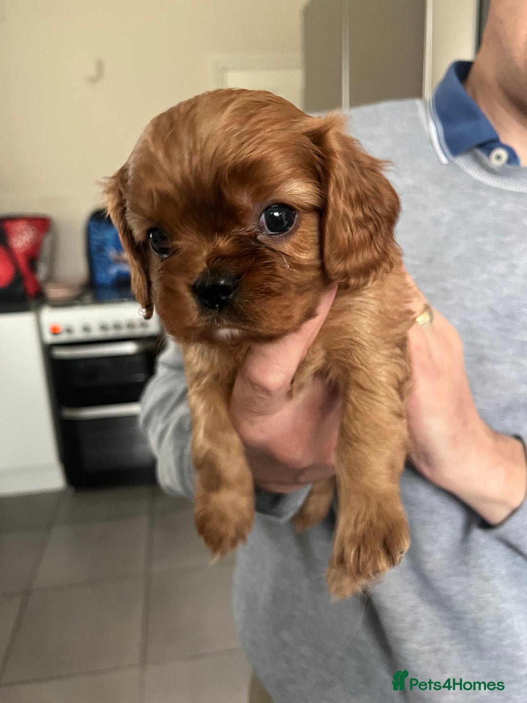 Cavalier King Charles Spaniel dogs for sale: Cavalier King Charles puppies - Advert 3