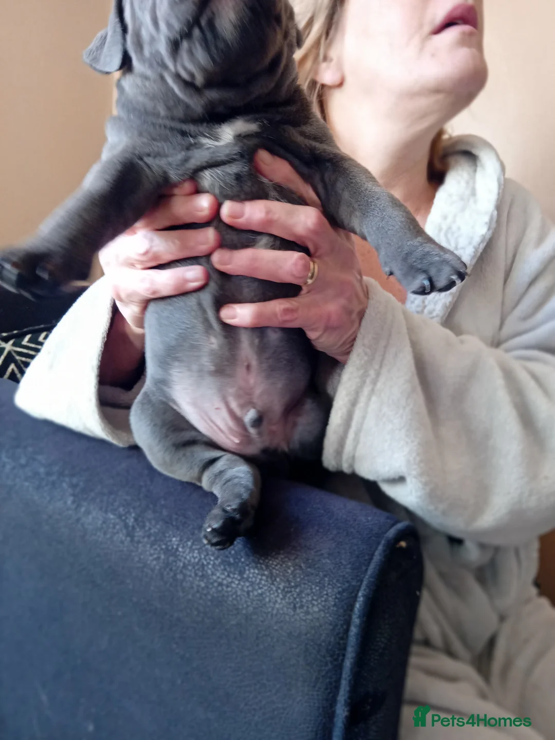 Staffordshire Bull Terrier dogs for sale: KC reg blue Staffordshire bull terrior  - Advert 8