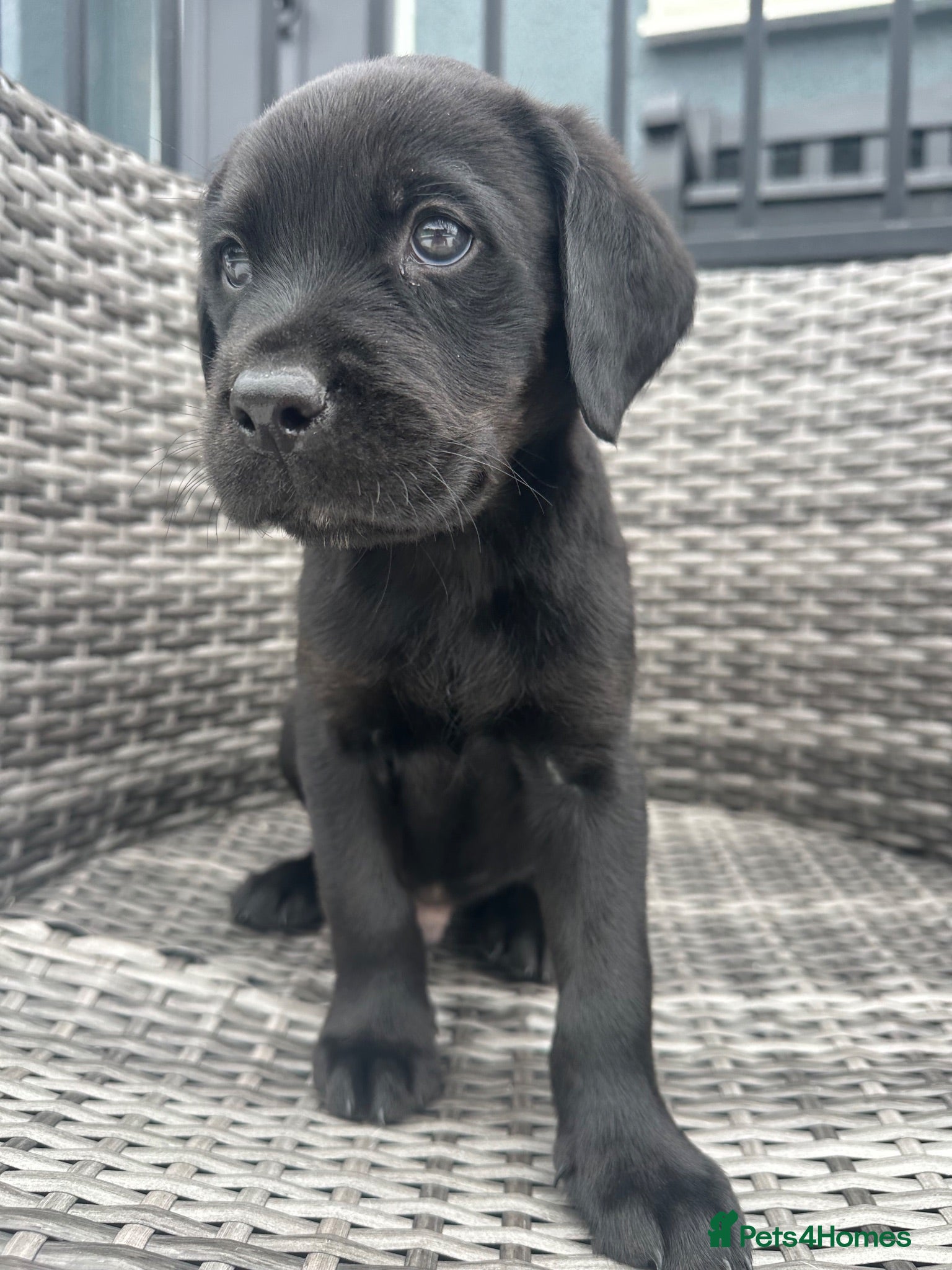 Mixed Breed dogs for sale:   👑 Labrotties 👑 rottweiler x Labrador 👑 - Advert 3