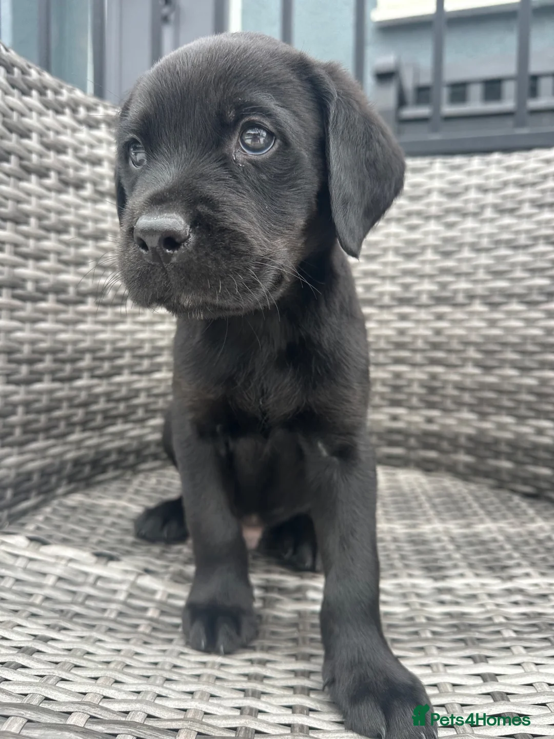 Mixed Breed dogs for sale:   👑 Labrotties 👑 rottweiler x Labrador 👑 - Advert 1