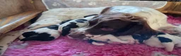 English Springer Spaniel dogs for sale: Springer Spaniel Pups - Advert 4
