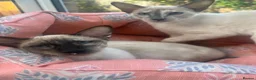 Siamese cats for sale: Two female siamese kittens  - Advert 2