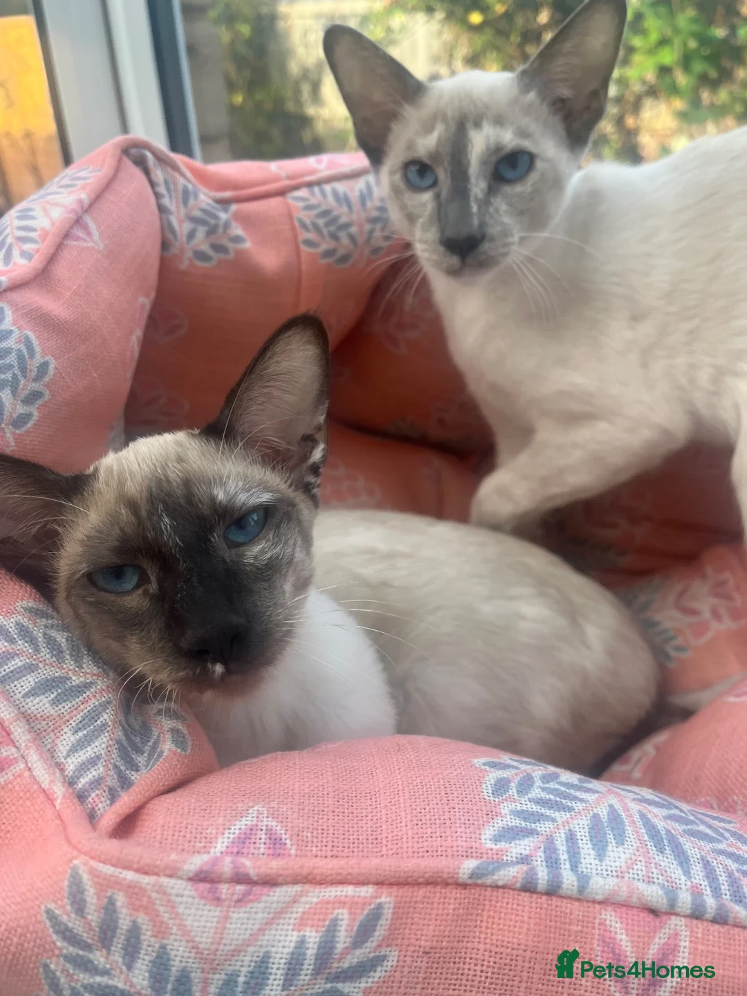 Siamese cats for sale: Two female siamese kittens  - Advert 2