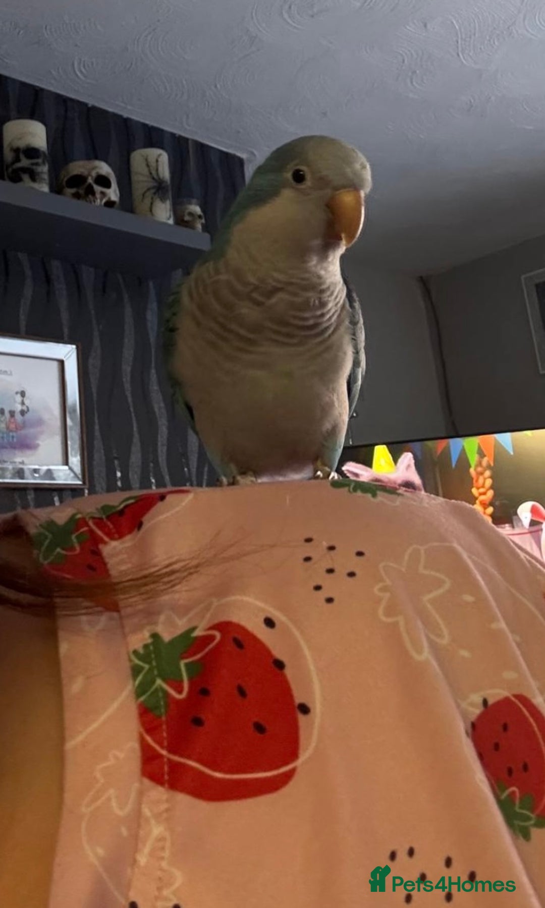 Parakeets birds for sale: Quaker Parrot  - Image 5