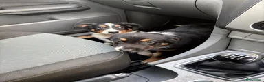 Border Collie 3