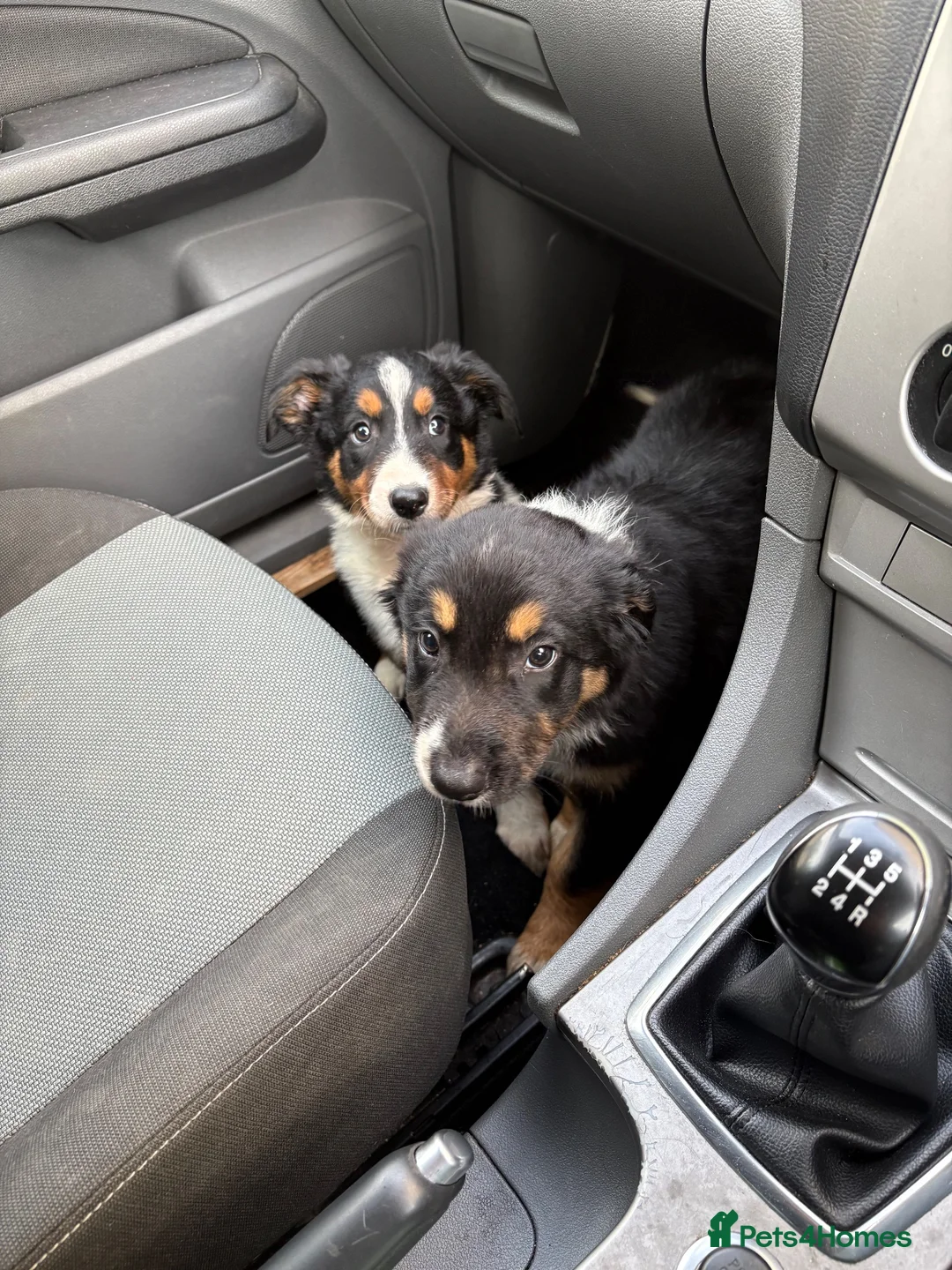Border Collie dogs for sale: Health tested border collie puppies  - Advert 2