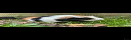 Guinea Pig rodents for sale: Male guinea pig for sale  - Advert 2