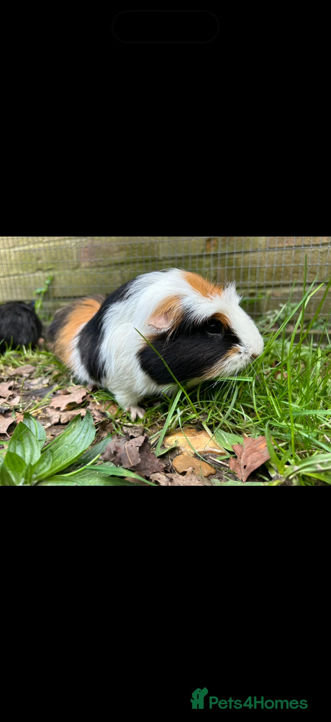 Guinea Pig rodents for sale: Male guinea pig for sale  - Advert 2