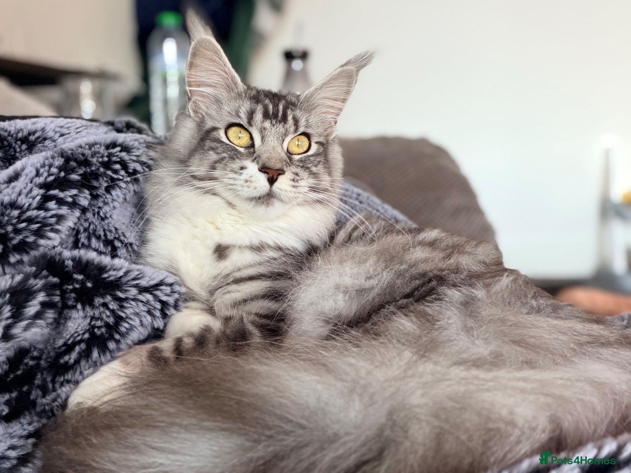 Maine Coon cats Maine coon sisters - Advert 18