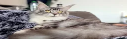 Maine Coon cats for sale: Maine coon sisters - Advert 4