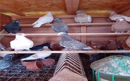Pigeons birds for sale: Portuguese tumblers and yellow bagbes - Image 2