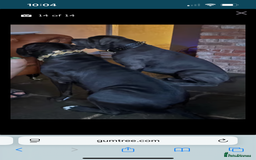Cane Corso dogs for sale: Full Cane Corso, 1 Black Male remaining  in Newark - Image 4