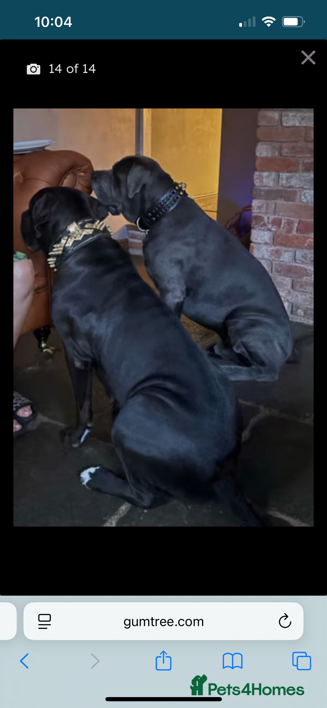 Cane Corso dogs for sale: Full Cane Corso, 1 Black Male remaining  in Newark - Image 4
