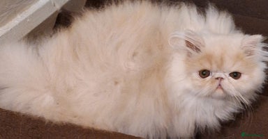Persian cats - Advert 11