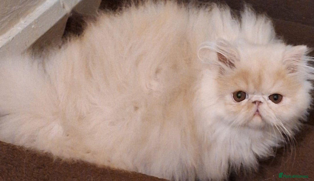 Persian cats for sale: Gorgeous pure bred persian female - Image 2
