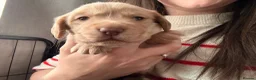 Cockerdor dogs for sale: Litter of Cockerdors  - Advert 17