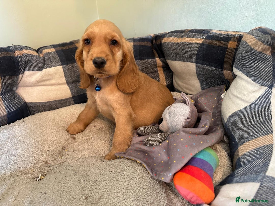 Cocker Spaniel dogs for sale: *Show Type* Cocker Spaniel Puppies  - Image 8