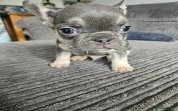 French Bulldog dogs for sale: Gorgeous frenchie pups  - Image 35