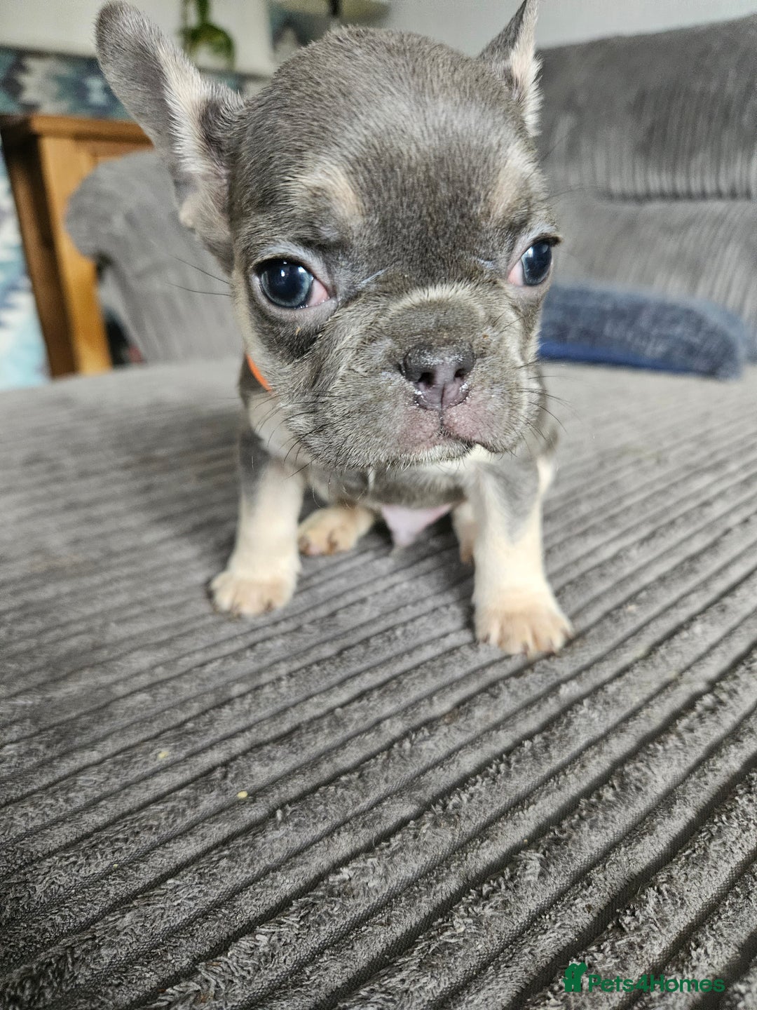 French Bulldog dogs for sale: Gorgeous frenchie pups  - Image 35